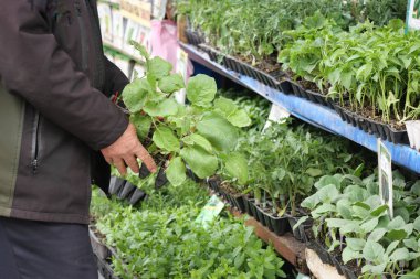 Bahçe merkezindeki bir koridorda taze ot ve bitkileri inceleyen bir kişi var..
