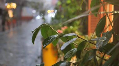 Şehir caddesi alacakaranlıkta parlarken yapraklar yağmur damlacıklarını gösteriyor.