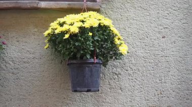 Dokulu duvardaki sarı saksı uzayın güzelliğini arttırır..