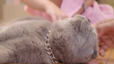 Gri bir kedi, sıcak bir ev ortamında yumuşak bir okşama alırken rahatlar..