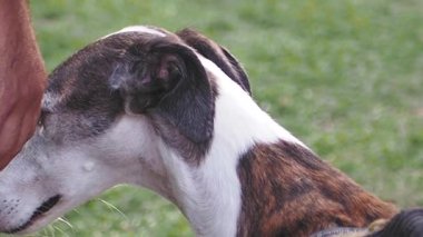 Neşeli köpek güneşli bir parkta sahibiyle oynuyor..