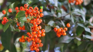 Bereketli yeşil yapraklardan sarkan canlı portakal meyveleri, sergilenen yaz mevsimi.