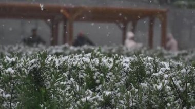 Çevredeki insanlar dinlenirken yemyeşil bitkilerin üzerine kar taneleri hafifçe düşer..