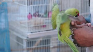 Parlak yeşil bir papağan canlı bir pazarda bir insanın elinde dinleniyor..