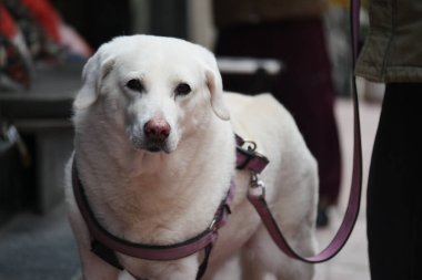 Şehirde tüylü beyaz bir köpek sahibinin yanında yürüyor..