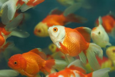 Bir grup akvaryumda neşeyle yüzen bir balık..