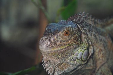 Renkli iguana güneşli bir ortamda yeşil yaprakların arasında güneşleniyor.