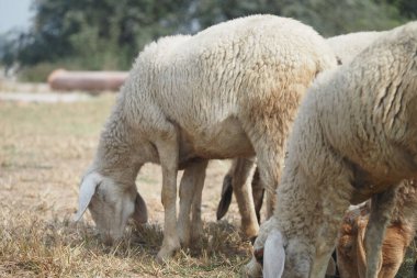 Yumuşak koyunlar sıcak, güneşli bir tarlada çimlerle beslenir, öğleden sonra güneşinin tadını çıkarırlar..