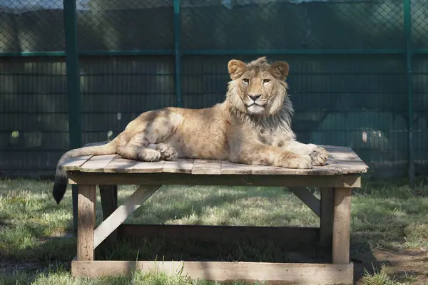 Genç bir aslan, sakin bir yaşam alanındaki ahşap bir platformda dinlenir..