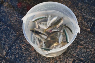 Küçük balıklar markette içi su dolu temiz bir kovada yüzerler..