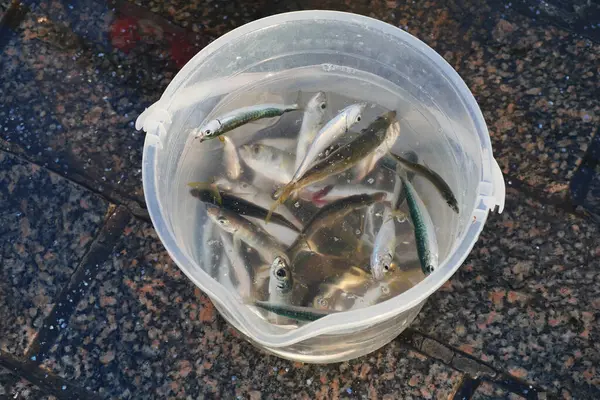 Küçük balıklar markette içi su dolu temiz bir kovada yüzerler..