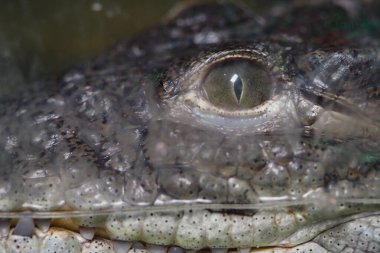 Bir timsahın gözünün karmaşık detayları dikkat çekici dokular ve renkler gösterir.