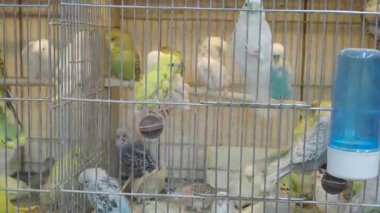 Küçük kuşlar evcil hayvan dükkanlarında çeşitli renk ve davranışlar sergilerler..