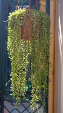 Bir çaydanlıktan çağlayan yemyeşil bitki, açık havada parlak güneş ışığının tadını çıkarıyor..