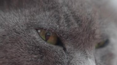 Canlı yeşil gözlerini ve yumuşak kürkünü sergileyen gri bir kedinin yakın görüntüsü.