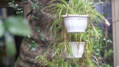 Yeşillik dolu iki beyaz saksı bir ağaç gövdesinden sarkıyor..