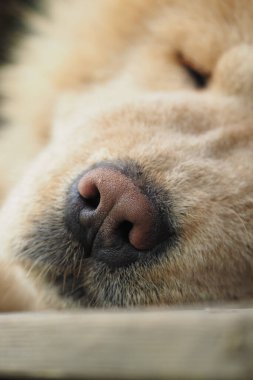 Kabarık tüylü bir köpek dışarıda rahatlar. Burnunu ve kürk dokusunu gösterir..