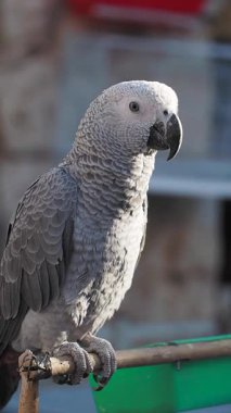 Dalın üzerindeki gri bir papağan canlı tüyleriyle hava atar..