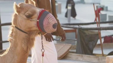 Renkli bir ağızlık takan bir deve ıssız bir kasabadaki işlek bir pazarda duruyor..