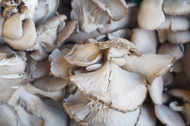 İstiridye mantarları biricik dokularını vurguluyor..