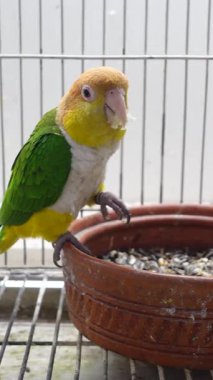 Canlı bir papağan, içi tohum dolu bir çömleği araştırır..