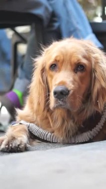 Golden Retriever, yakınlarda müşterileri olan açık bir kafede sakin bir anın tadını çıkarır..