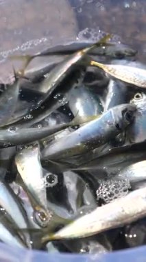 Yoğun bir pazarda gün içinde temizlenen balık sürüsü.