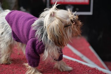 Mor kazaklı küçük bir köpek kırmızı halıda güvenle duruyor..