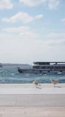 Martılar hareketli bir rıhtım boyunca yürürken kayıklar süzülüyor..