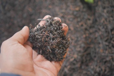 Bahçede koyu kurutulmuş çay yapraklarını tutan bir elin yakın çekimi..