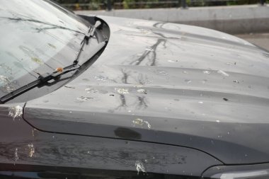 Güpegündüz araba kaputuna dışkılar sıçrıyor..