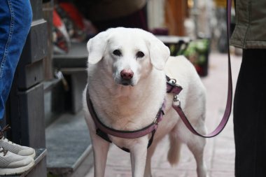 Beyaz bir köpek gün boyunca sahibinin yanında sabırla bekliyor..
