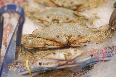 Gündüzleri balık pazarında buzda satılan çeşitli yengeçler..