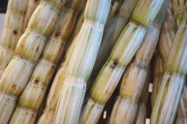 Şeker kamışı sapları canlı yeşil ve kremsi beyaz renklerini sergiler.