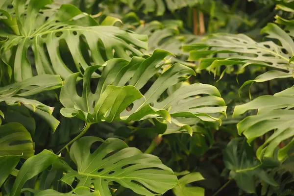 Yemyeşil yapraklar boşluğu dolduruyor, canlı bitki yaşamını sergiliyor..