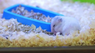 Küçük beyaz bir hamster, mavi bir kâsenin yanında yatağında uyur..