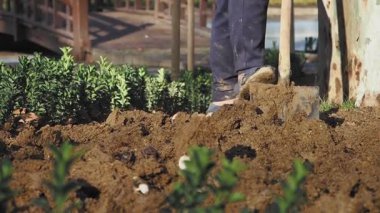 Topraktaki bireysel işler, bir bahçe düzenine hazırlanıyor..