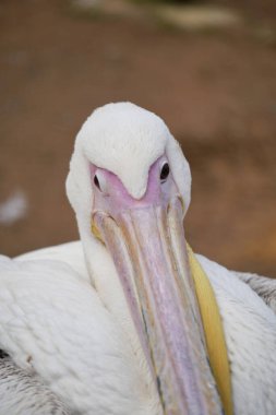 Gagasını ve tüylerini gösteren bir pelikanın ayrıntılı görüntüsü.