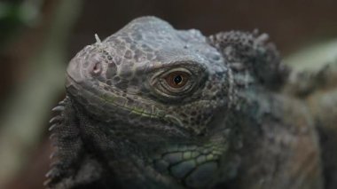 Büyüleyici özelliklerini sergileyen desenli bir iguananın yakın çekimi.