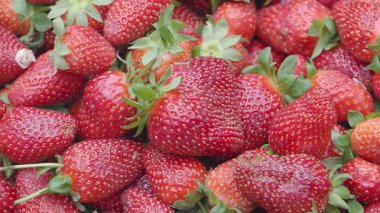 Satın alınabilecek taze çileklerin canlı görünüşünün tadını çıkarın..