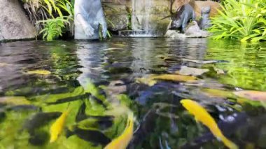 Parlak renkli balıklar, şelaleli sakin bir bahçe gölünde yüzerler..