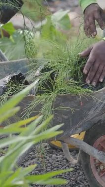 Eller destek için el arabası kullanarak bahçeye çim ekiyor..