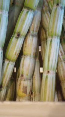 Gün ortasında kalabalık bir pazarda toplanmış canlı şeker kamışlarını keşfediyorlar..