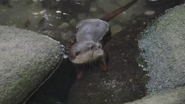 Şirin su samuru suyun yakınındaki kayalarda yürüyor, ilginç bir şekilde çevreyi gözlemliyor..