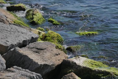 Sakin okyanus sularının kıyısında kayaların ve yeşil yosunların dokuları