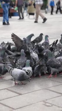 Kalabalık bir grup güvercin şehir meydanında yiyecek arıyor..
