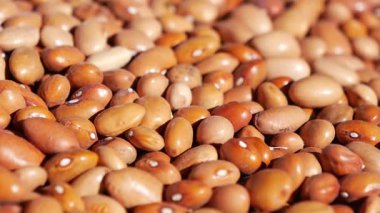 Çeşitli renk ve şekillerde farklı fasulye türleri sergilenir..