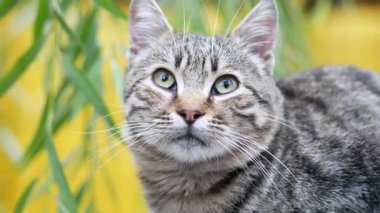 Bir tekir kedi yemyeşil bitkilerle çevrili bir rahatlama anının tadını çıkarır..