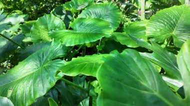 Doğal bir bahçe alanındaki canlı yeşil yaprakların yakın görüntüsü.