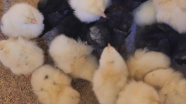 Farklı renklerdeki yavru yavrular, yumuşak bir şekilde, sıcak bir yatak üzerinde toplanır..